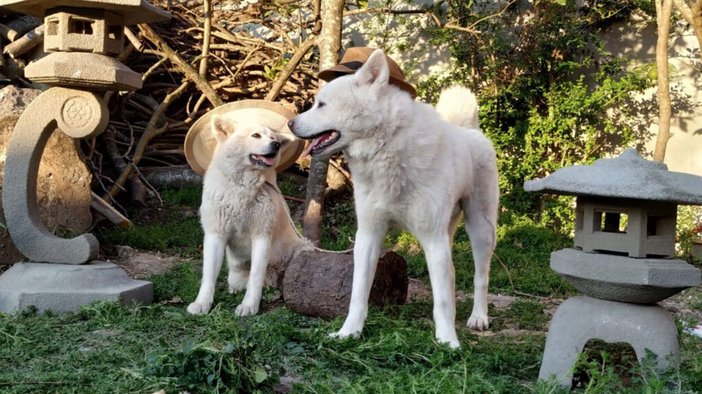 cachorros nama biso